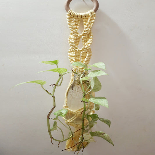 Macrame Plant Hanger